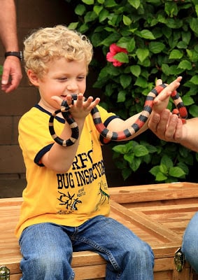 A little boy holding a snake