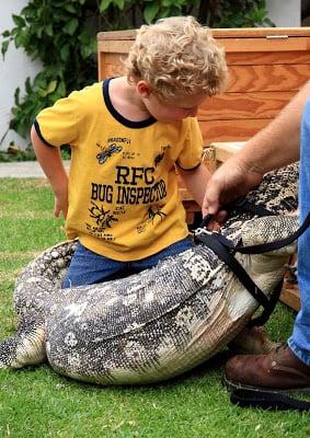 A little boy and an alligator