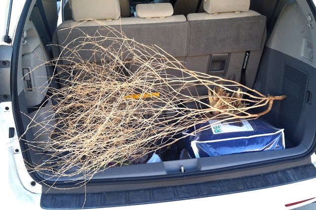 Tree branch in Car