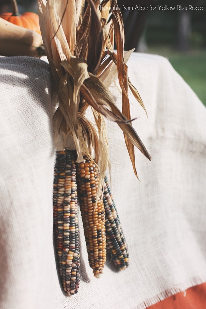 Indian Corn on Thanksgiving Table