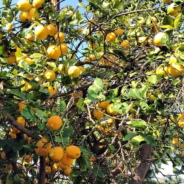 lemon tree